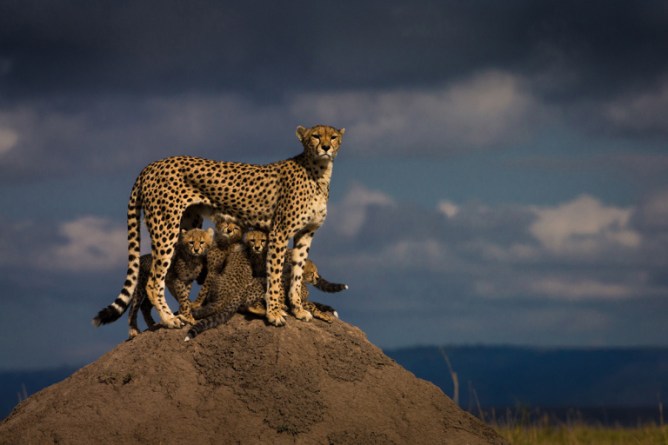 Her name is Malaika. She is well known in Masai Mara reservation (Kenya). her behavior towards her cubs is a great example of perfect motherhood. She spends the whole day trying to keep her cubs safe. After a lioness killed one of her cubs, she is left with five cubs. Series of wildlife images taken in Masai Mara reserve in Africa
