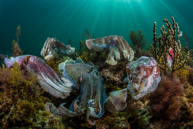 The Australian Giant Cuttlefish aggregation is truly one of nature’s great events. Thousands of cuttlefish congregate in the shallow waters around the Spencer gulf in South Australia, to mate and perpetuate the species. The cuttlefish like alien beings, display an array of patterns, textures and colours to indicate their intentions. As male courts a female or wards off other males, and entourage of suiters stay poised for an opportunity to mate with the female. A visual delight and a rare glimpse of nature in all its glory.