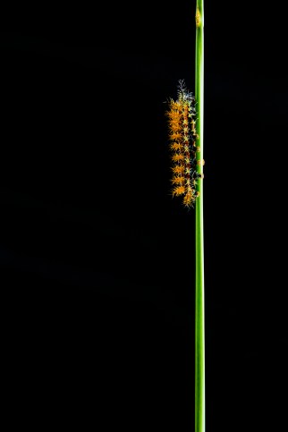 "I live in puerto montt, chile and someday at afternoon in november going out from home I found what I believe was the first caterpillar of the season. next to the door, was a lonely beauty swinging clinging to the grass. Despite the short time I could not go without my camera. I just wanted to see my daughter's face when I come back home. she is a big fan of nature."