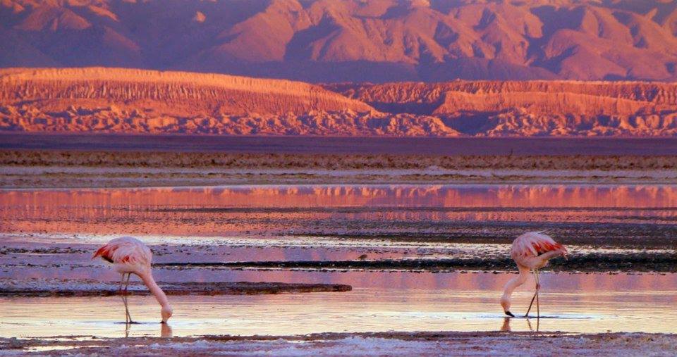 13508956_1759139344366975_6225286642998289692_n