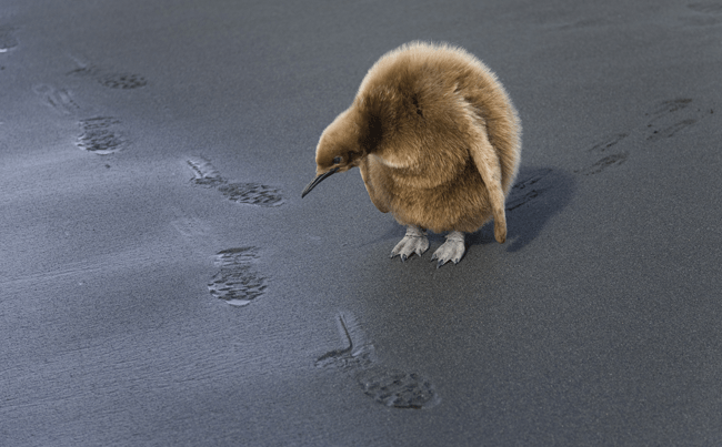 footprints-copia-copia