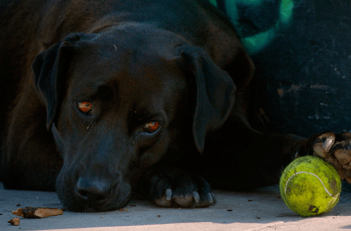 Screen Shot 2019-10-26 at 14.58.13